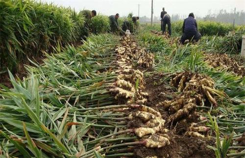 Do you think a few acres of ginger will make a fortune this year? Wrong, wrong!