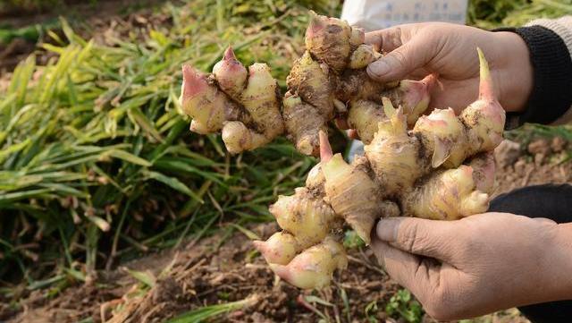 There are many issues to pay attention to in ginger cultivation
