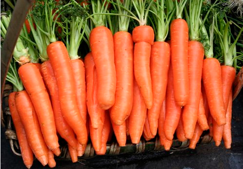 carrot