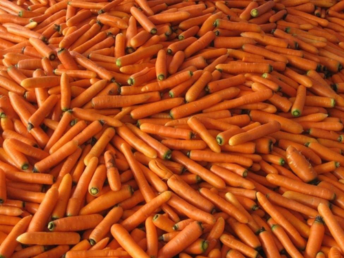 carrot