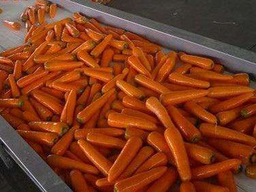 carrot