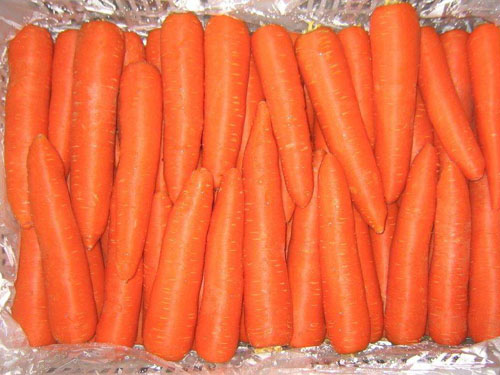 carrot