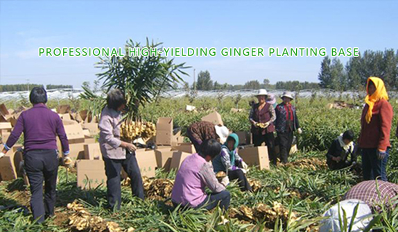 Ginger swelling period: Only five skills are needed to create high yield easily!